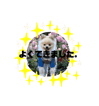 ポメラニアンAndyのLIFESTAMPS5（個別スタンプ：14）