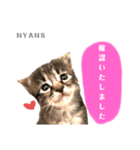 動物愛護団体NYANS④（個別スタンプ：1）