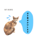 動物愛護団体NYANS④（個別スタンプ：3）