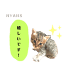 動物愛護団体NYANS④（個別スタンプ：4）