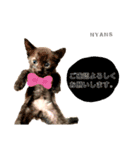 動物愛護団体NYANS④（個別スタンプ：5）