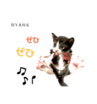 動物愛護団体NYANS④（個別スタンプ：6）