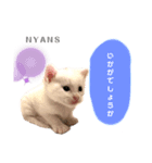 動物愛護団体NYANS④（個別スタンプ：8）