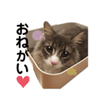 ノエルとまったり日常スタンプ♪（個別スタンプ：1）