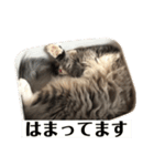 ノエルとまったり日常スタンプ♪（個別スタンプ：12）