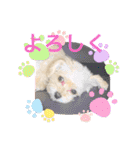 チワプーのレオン（個別スタンプ：1）