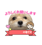 チワプーのレオン（個別スタンプ：2）