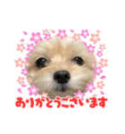 チワプーのレオン（個別スタンプ：3）