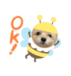 チワプーのレオン（個別スタンプ：13）
