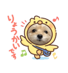 チワプーのレオン（個別スタンプ：21）