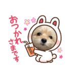 チワプーのレオン（個別スタンプ：38）