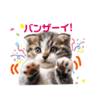 ユニーク猫スタンプ！短足だってイイじゃん（個別スタンプ：2）