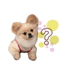 ポンポンのキモチ（個別スタンプ：1）