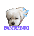 よく使う挨拶 わんわん☆キャバマル（個別スタンプ：3）