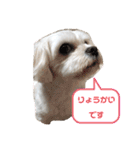 よく使う挨拶 わんわん☆キャバマル（個別スタンプ：4）