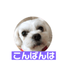 よく使う挨拶 わんわん☆キャバマル（個別スタンプ：9）