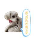 よく使う挨拶 わんわん☆キャバマル（個別スタンプ：11）