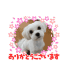 よく使う挨拶 わんわん☆キャバマル（個別スタンプ：12）