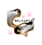 ネコニァン（個別スタンプ：3）
