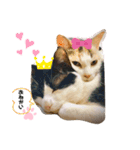 ネコニァン（個別スタンプ：4）