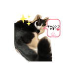 ネコニァン（個別スタンプ：5）