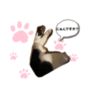 ネコニァン（個別スタンプ：6）