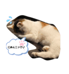 ネコニァン（個別スタンプ：7）