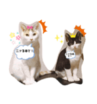 ネコニァン（個別スタンプ：8）
