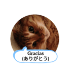 老猫にゃん子(スペイン語=日本語)（個別スタンプ：1）