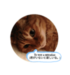 老猫にゃん子(スペイン語=日本語)（個別スタンプ：2）