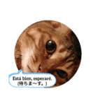 老猫にゃん子(スペイン語=日本語)（個別スタンプ：3）