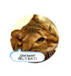 老猫にゃん子(スペイン語=日本語)（個別スタンプ：4）