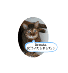 老猫にゃん子(スペイン語=日本語)（個別スタンプ：5）