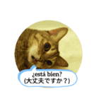 老猫にゃん子(スペイン語=日本語)（個別スタンプ：6）