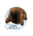 老猫にゃん子(スペイン語=日本語)（個別スタンプ：7）