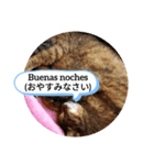 老猫にゃん子(スペイン語=日本語)（個別スタンプ：8）