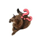 老猫にゃん子(感情編)（個別スタンプ：1）