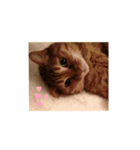 老猫にゃん子(感情編)（個別スタンプ：3）