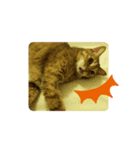 老猫にゃん子(感情編)（個別スタンプ：4）