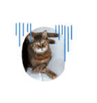 老猫にゃん子(感情編)（個別スタンプ：5）