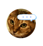 老猫にゃん子(感情編)（個別スタンプ：8）