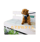 ときどきロイくん 第三弾（個別スタンプ：5）