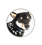 柴犬 黒柴（個別スタンプ：30）