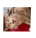 むぎさんといっしょ②（個別スタンプ：8）
