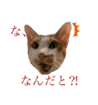 ポン太くん ハードボイルドver.（個別スタンプ：4）