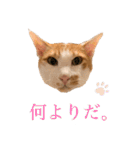 ポン太くん ハードボイルドver.（個別スタンプ：7）