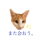 ポン太くん ハードボイルドver.（個別スタンプ：11）