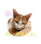 ポン太くん ハードボイルドver.（個別スタンプ：14）