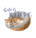 ポン太くん ハードボイルドver.（個別スタンプ：16）