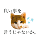 ポン太くん ハードボイルドver.（個別スタンプ：17）